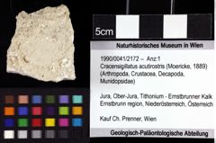 Foto (Objket + Etiketten) von Cracensigillatus acutirostris (Moericke, 1889) 